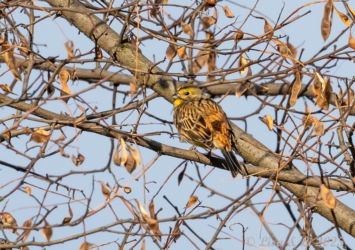 Алтан хөмрөг - ML631428580