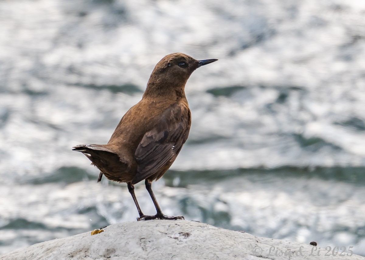Brown Dipper - ML631428587