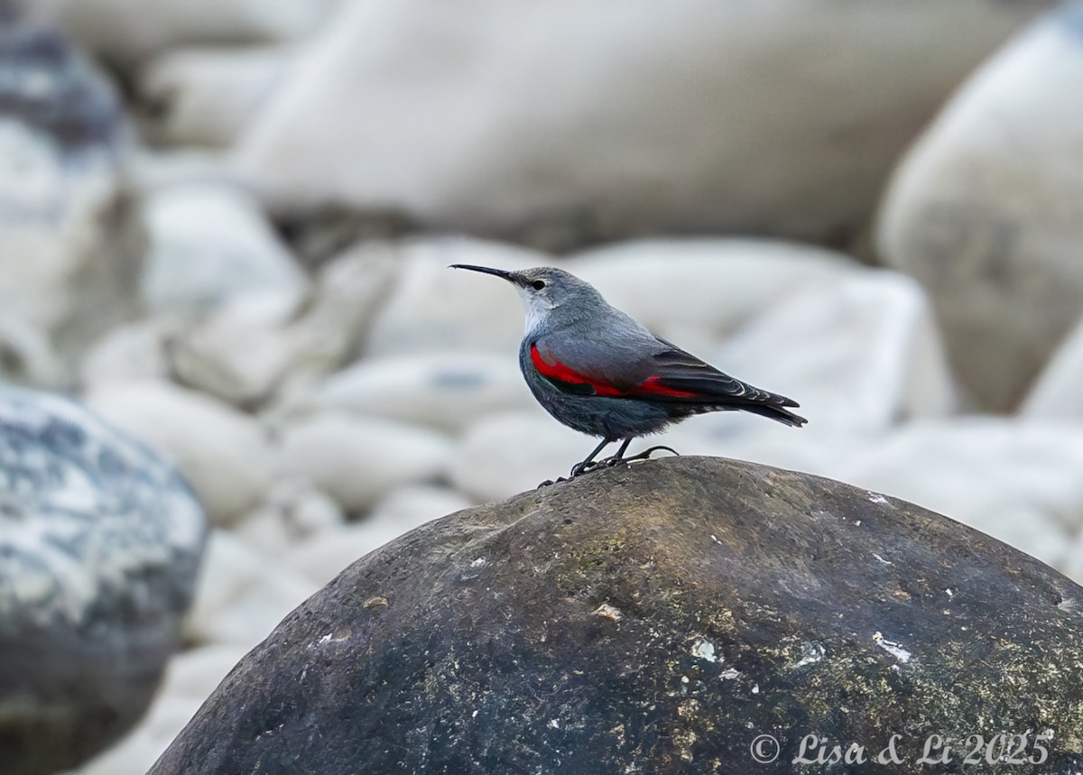 Хэрмийн бялзуухай - ML631428590