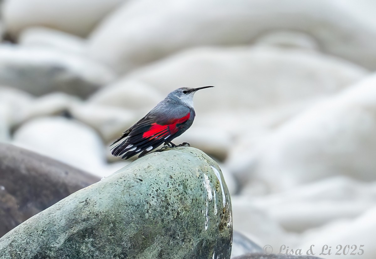 Хэрмийн бялзуухай - ML631428591