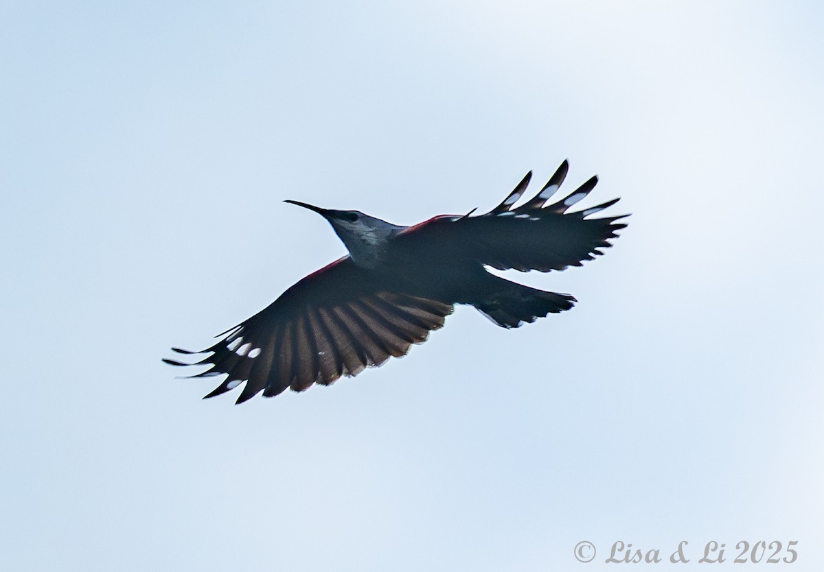 Хэрмийн бялзуухай - ML631428592