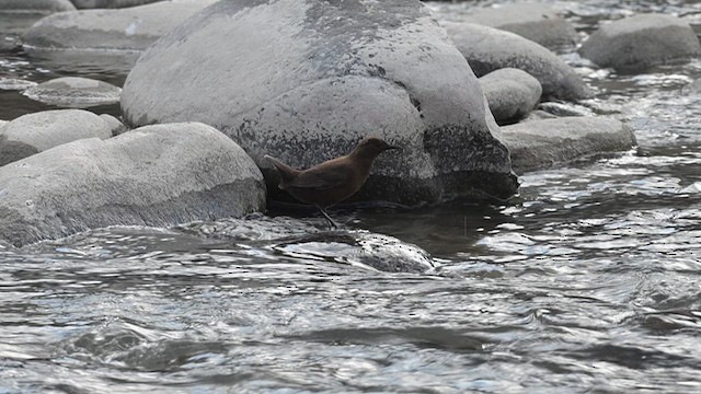 Brown Dipper - ML631428614