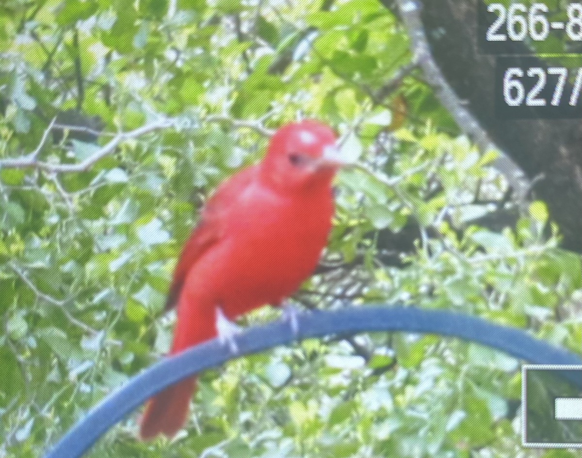 Summer Tanager - ML631428684