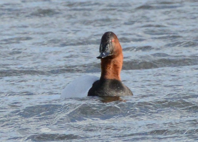 Canvasback - ML631429355
