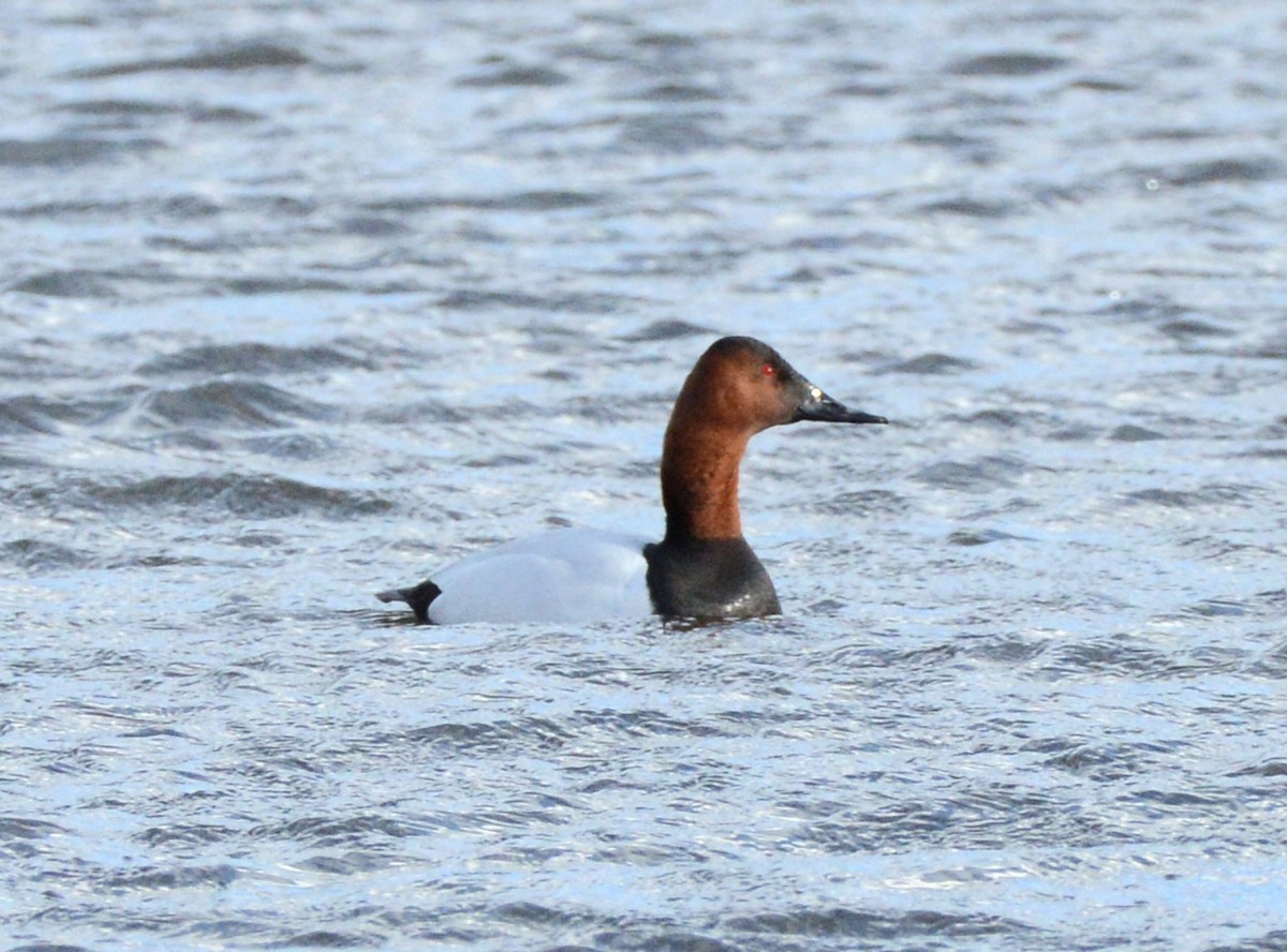 Canvasback - ML631429372