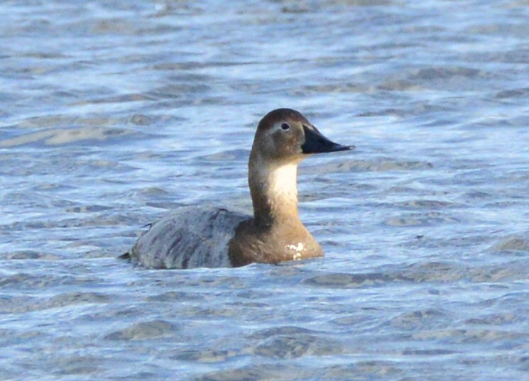 Canvasback - ML631429392