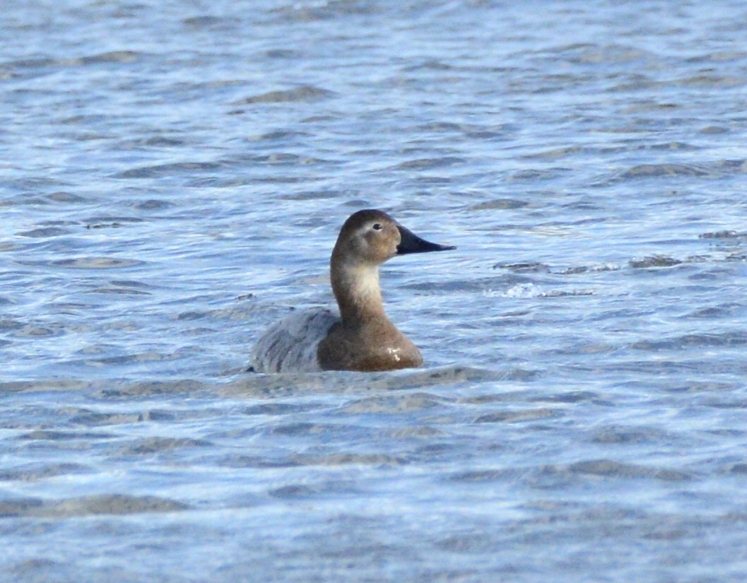 Canvasback - ML631429410