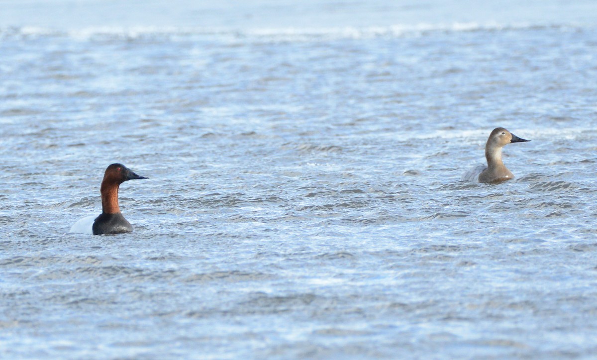 Canvasback - ML631429427
