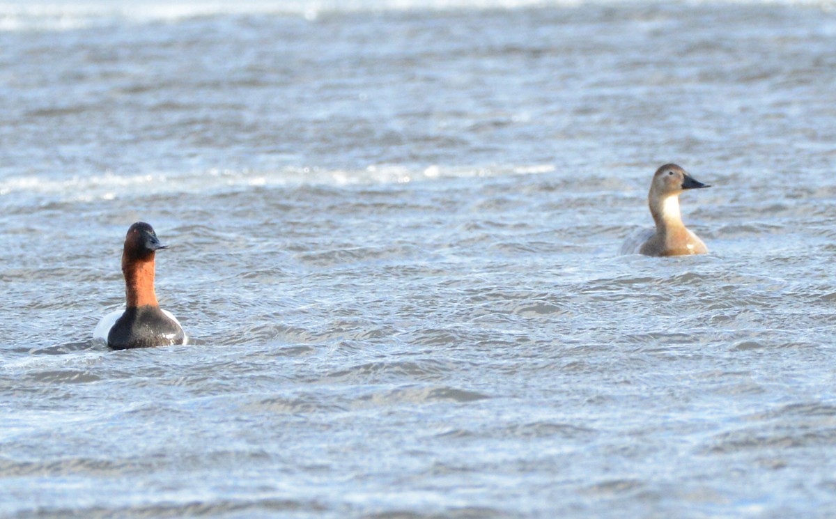 Canvasback - ML631429431