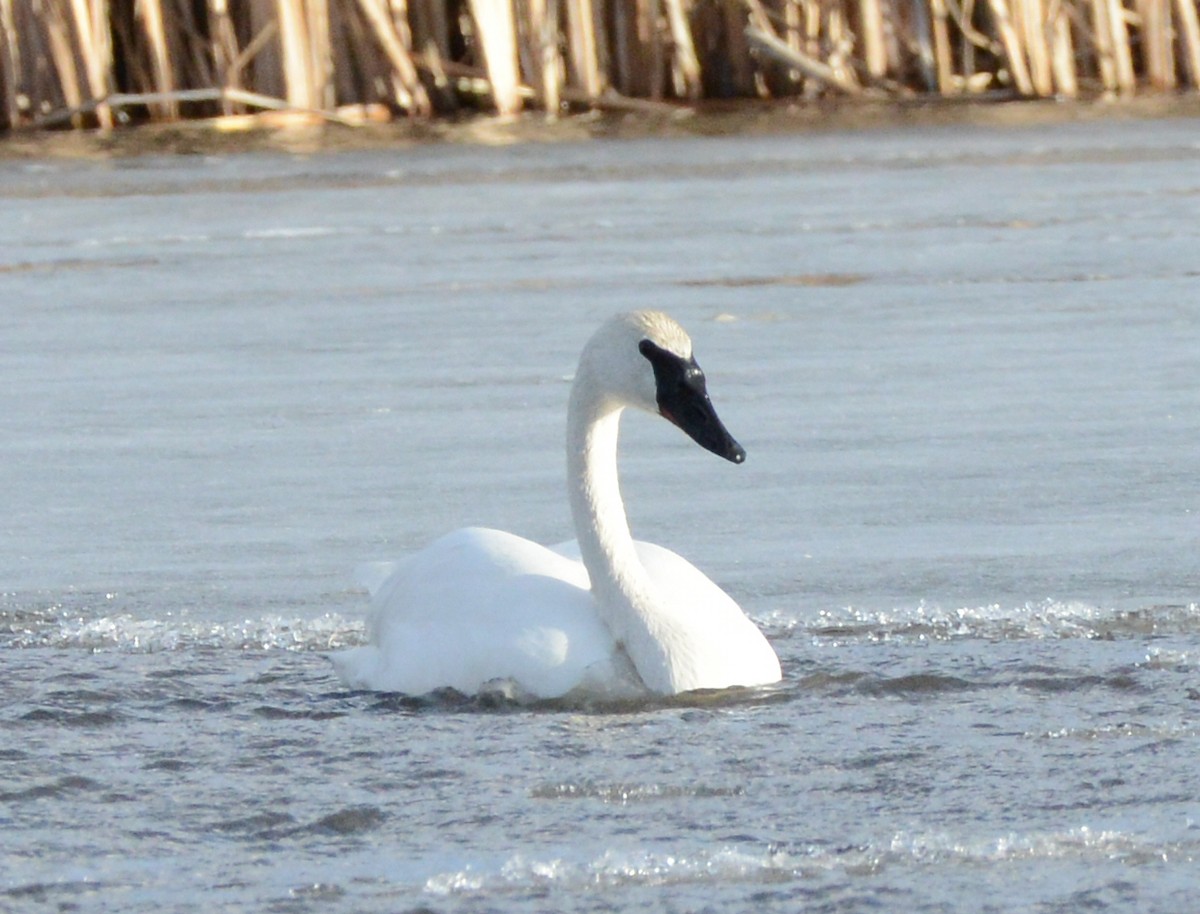 Trumpeter Swan - ML631429442