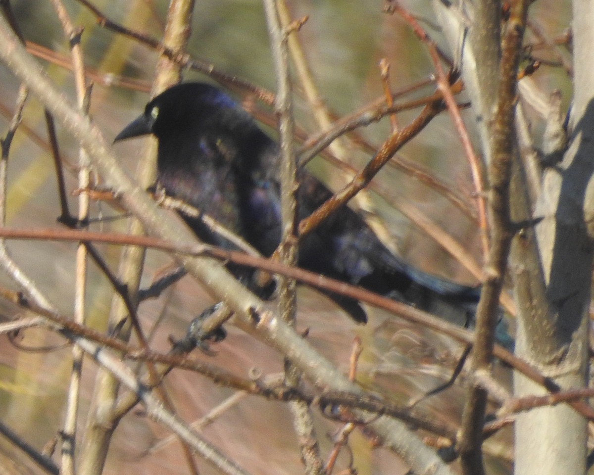 Common Grackle - ML631429471