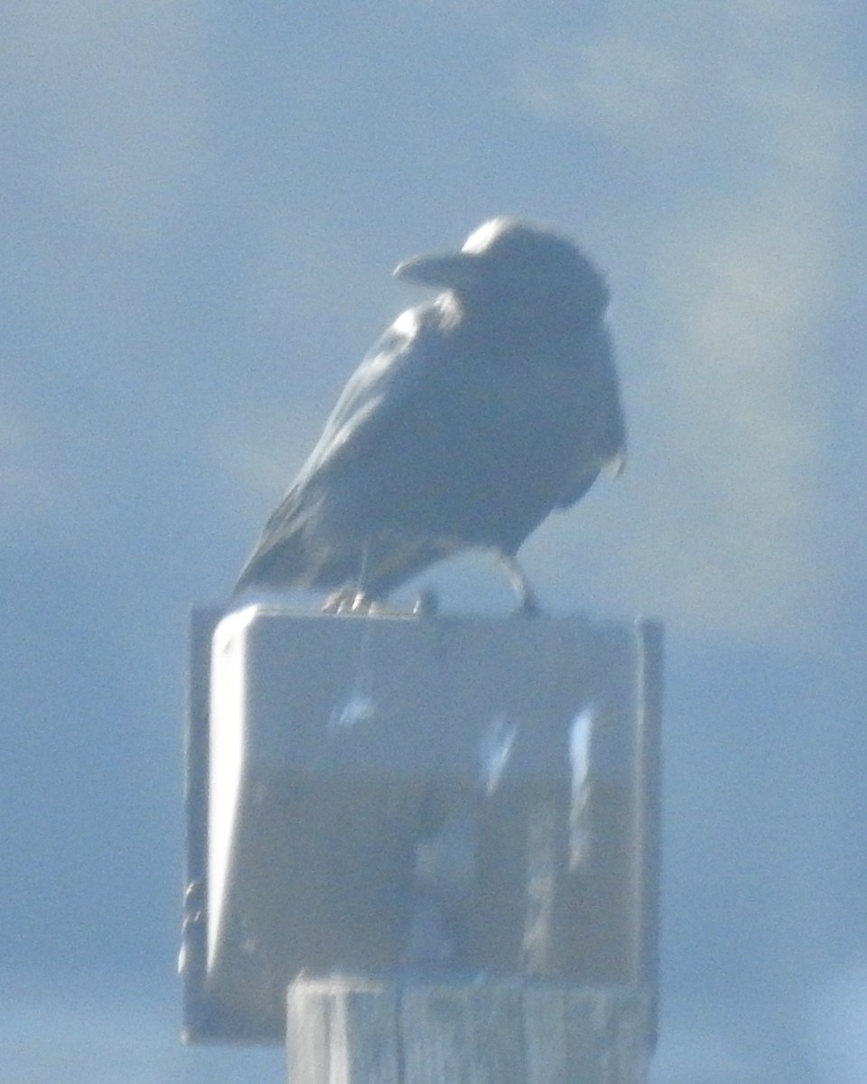 Fish Crow - ML631429480