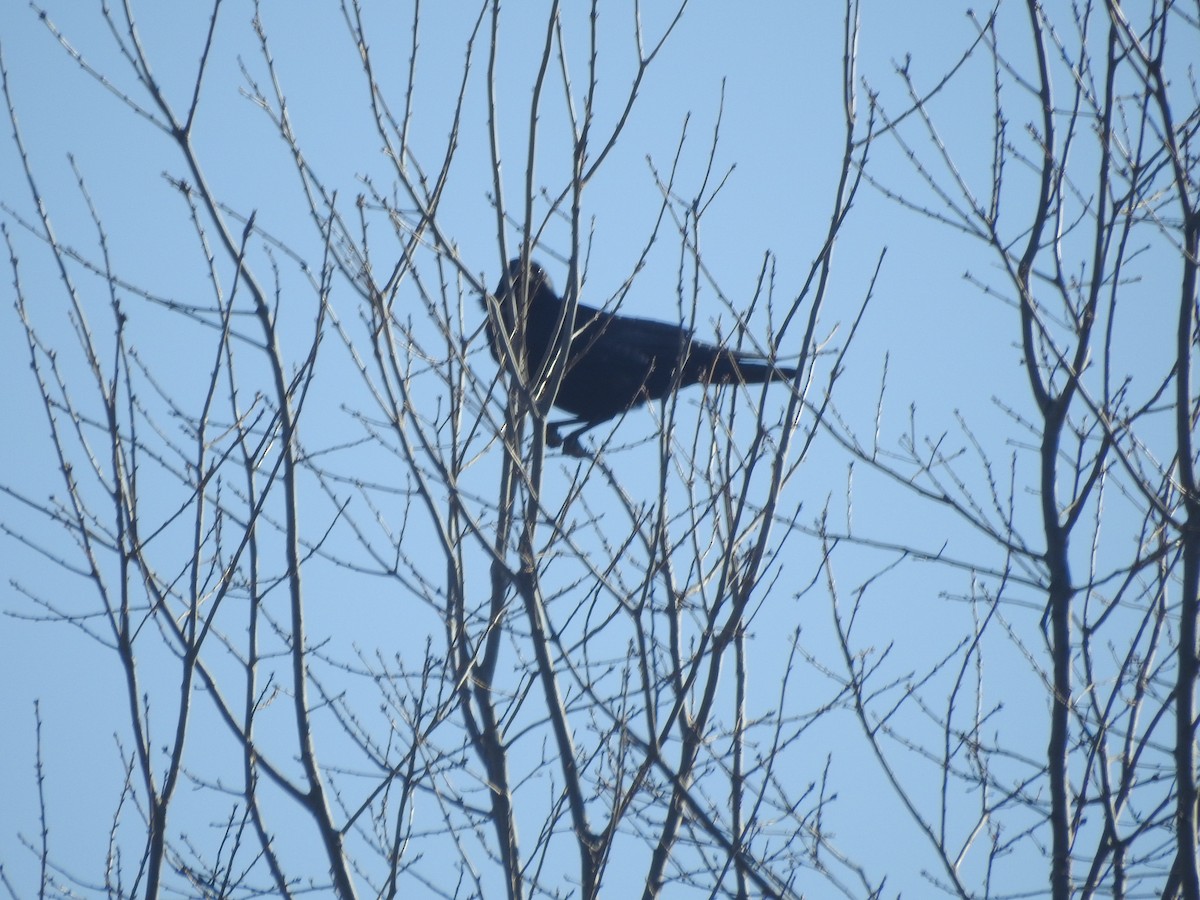 Fish Crow - ML631429481