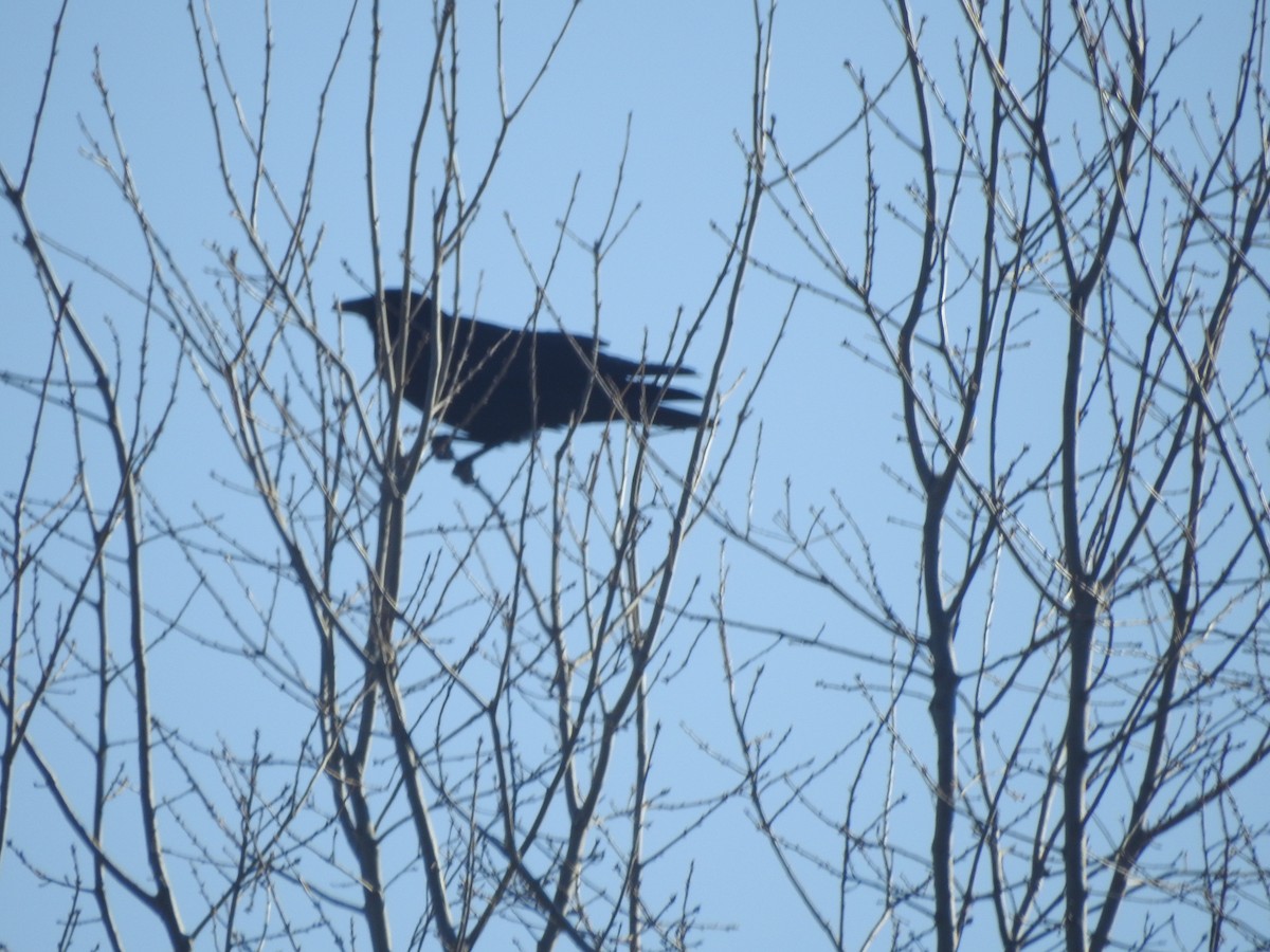 Fish Crow - ML631429483