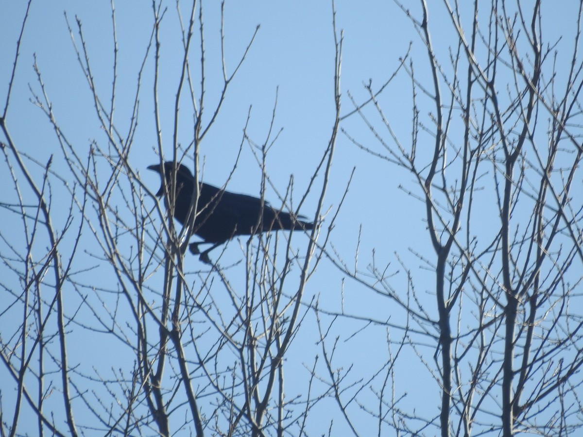 Fish Crow - ML631429484