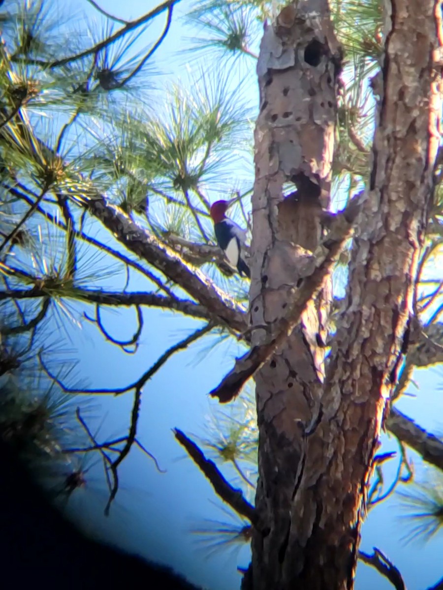 Red-headed Woodpecker - ML631429629