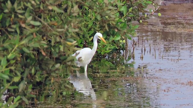 Yellow-billed Egret - ML631429718