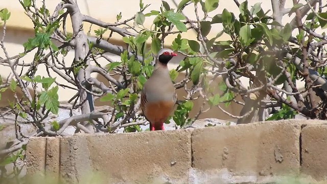 Philby's Partridge - ML631429884