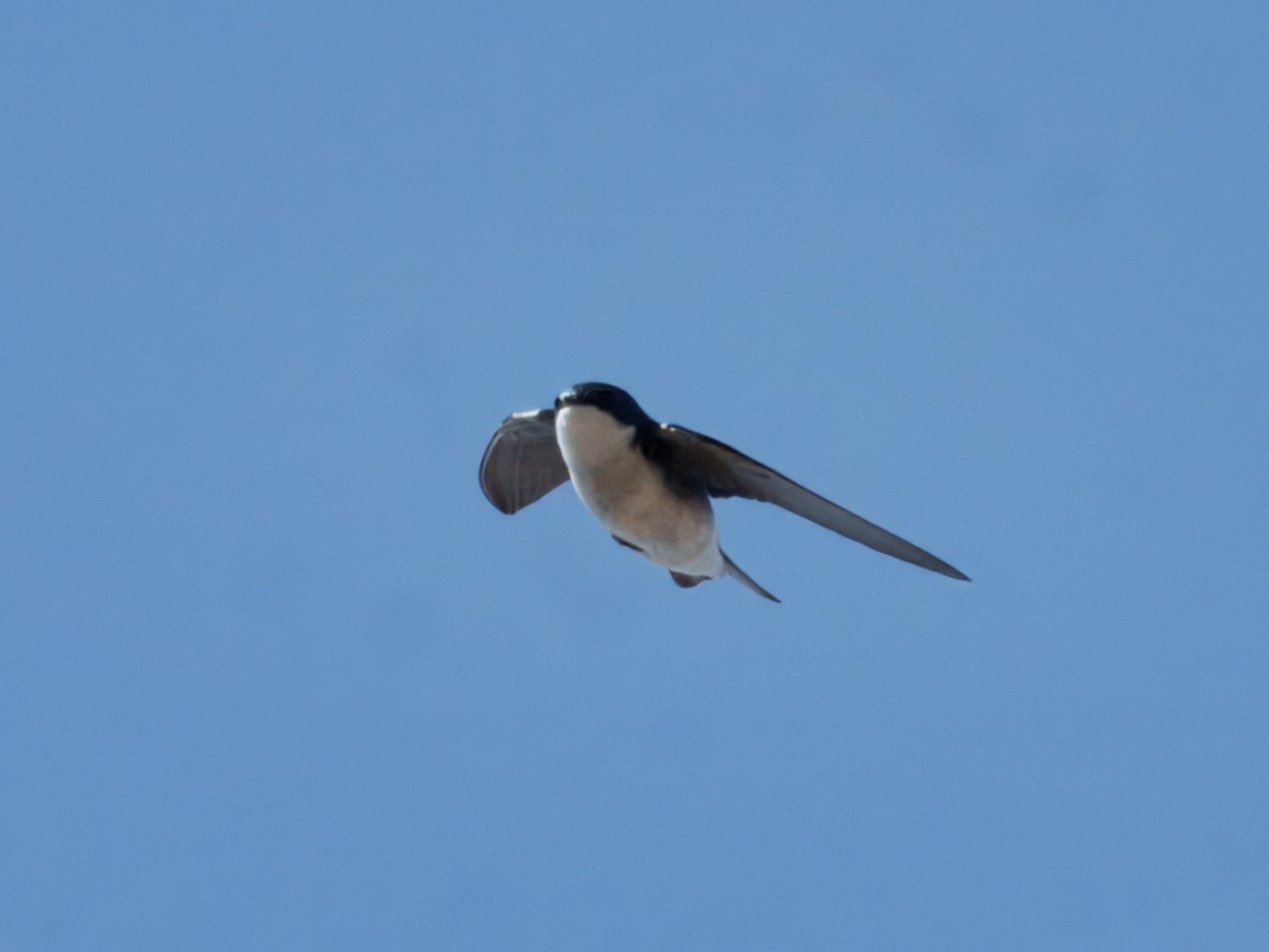 Tree Swallow - ML631430073
