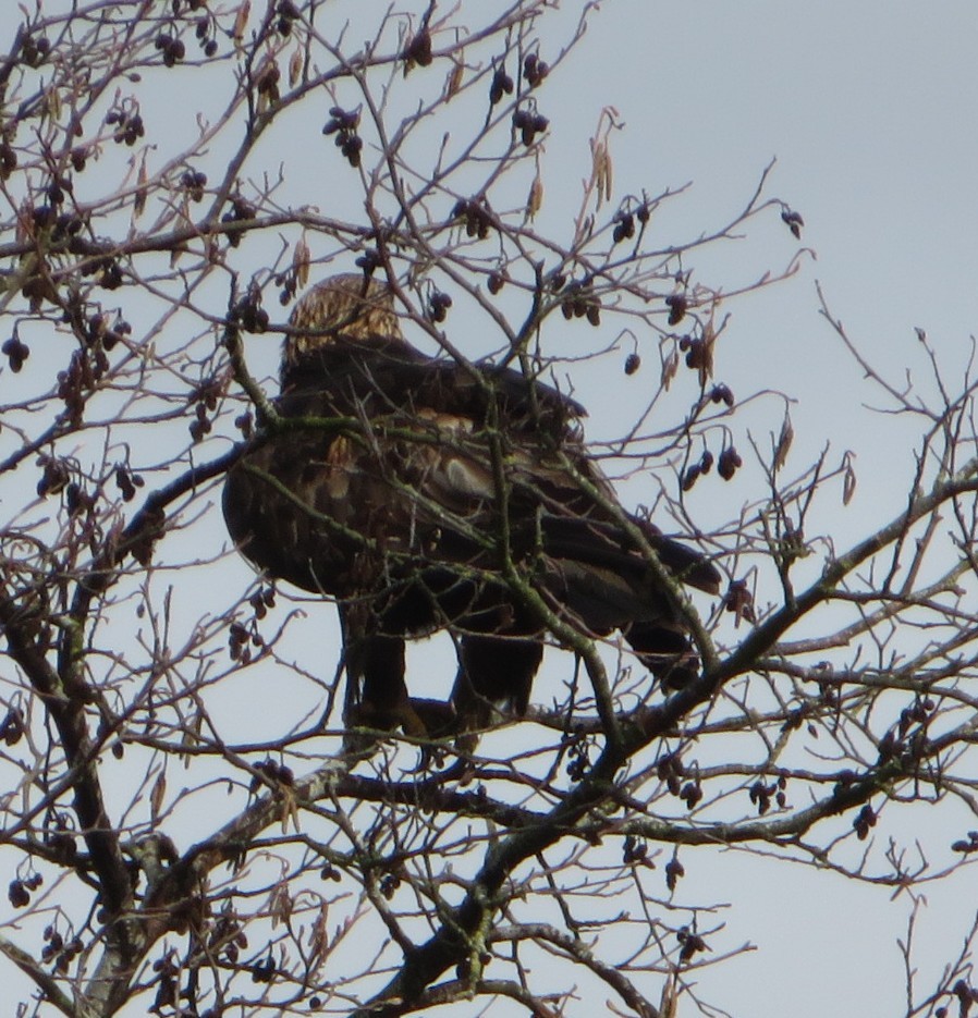 Golden Eagle - ML631430172