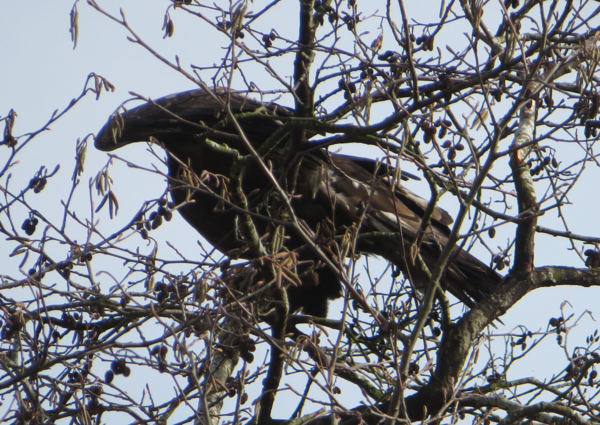 Golden Eagle - ML631430173