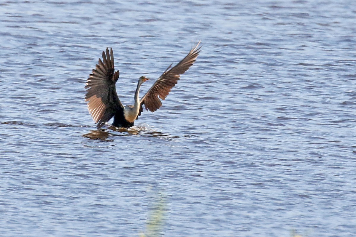 ML631430185 - Anhinga - Macaulay Library