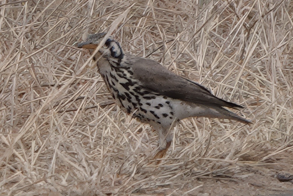 Groundscraper Thrush - ML631430206