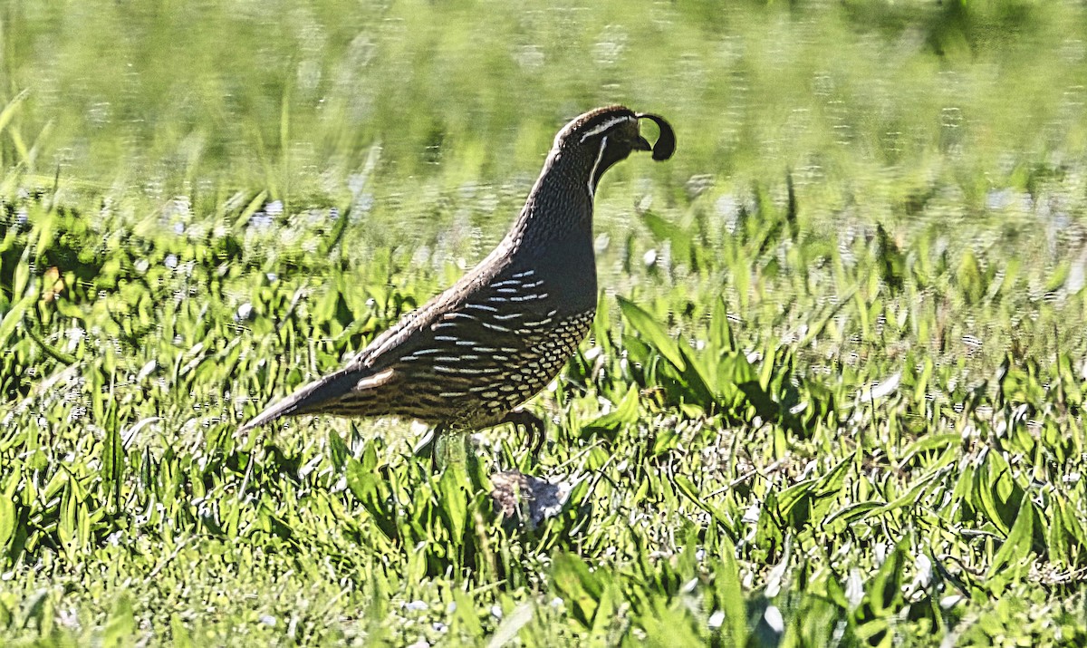 California Quail - ML631430256