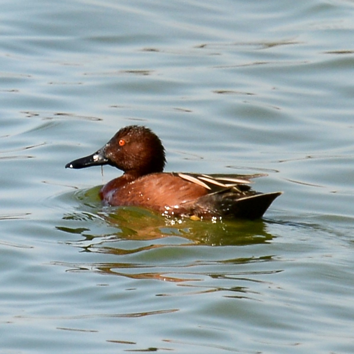 Cinnamon Teal - ML631430319