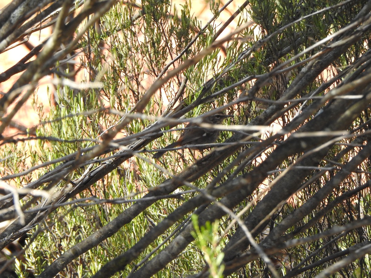 Shy Heathwren - ML631430578