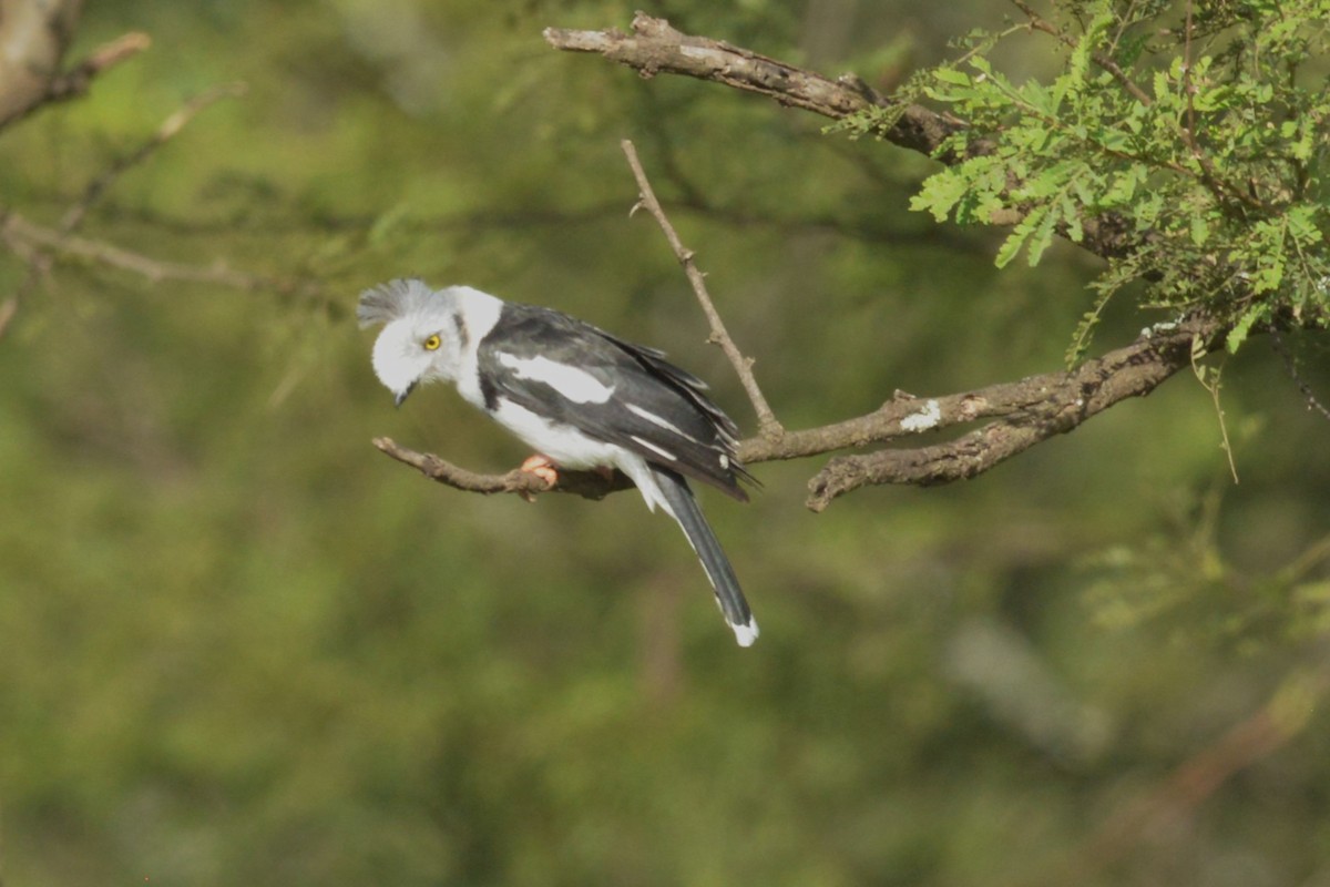 Gray-crested Helmetshrike - ML631430693
