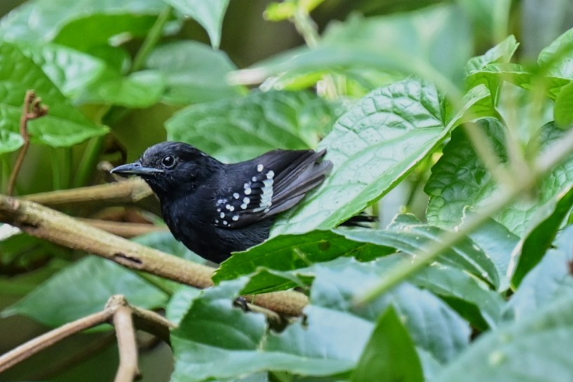 Dot-winged Antwren - ML631430734