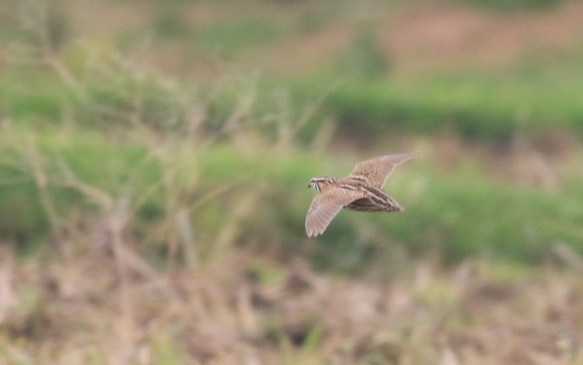 Rain Quail - abhishek ravindra