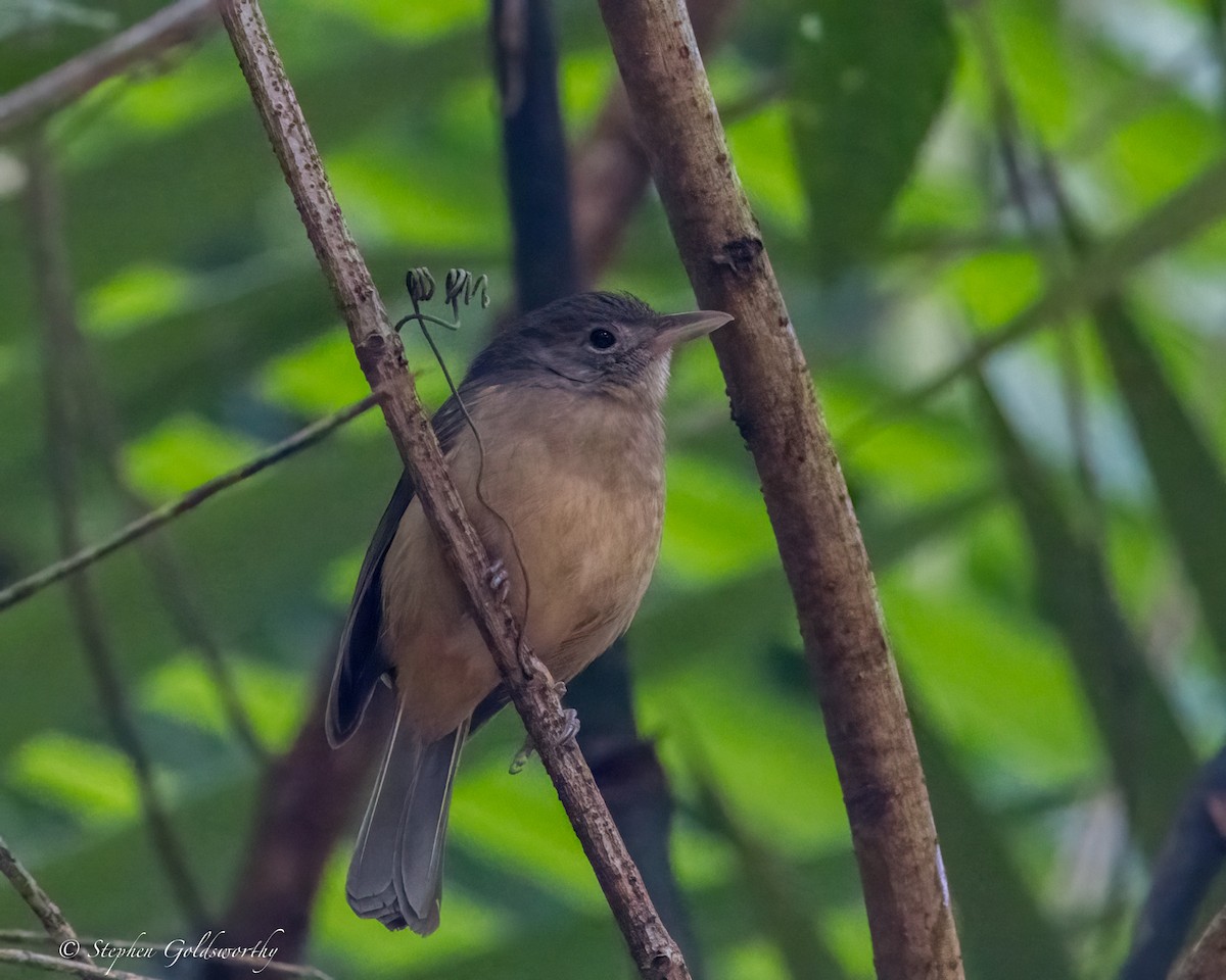 Rufous Shrikethrush - ML631431051