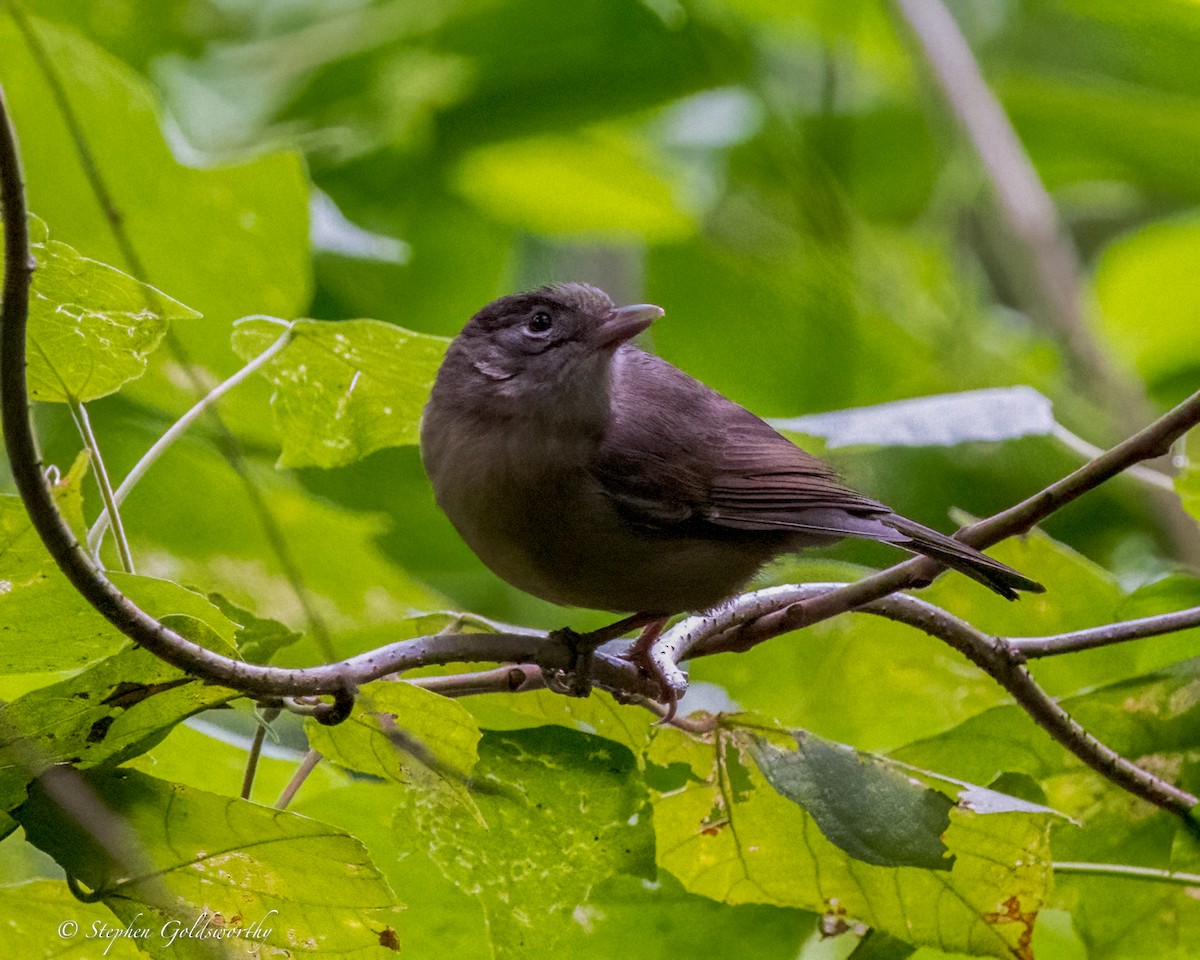 Rufous Shrikethrush - ML631431065