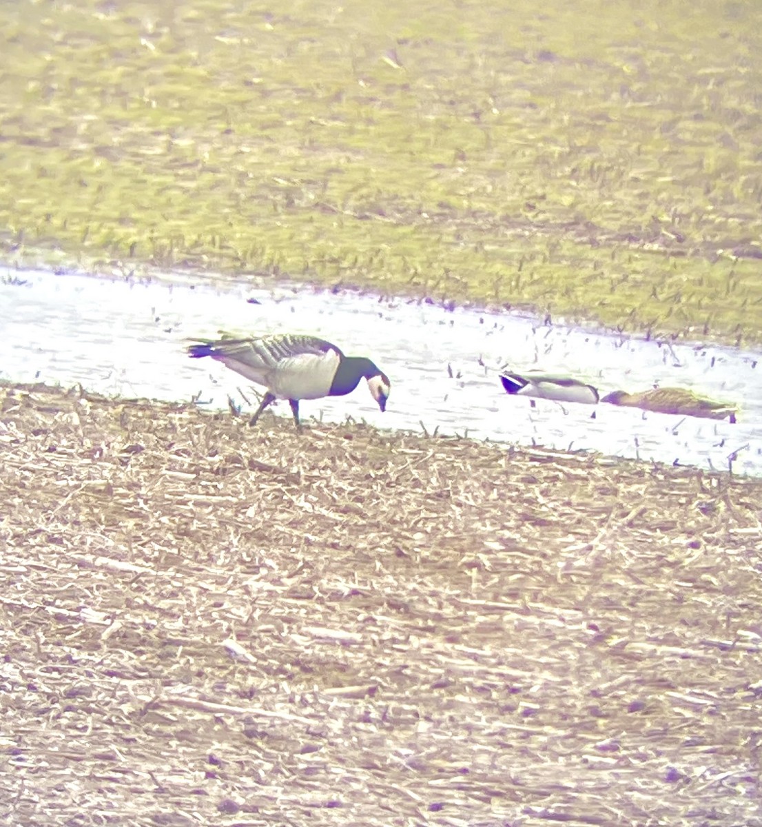 Barnacle Goose - ML631431113