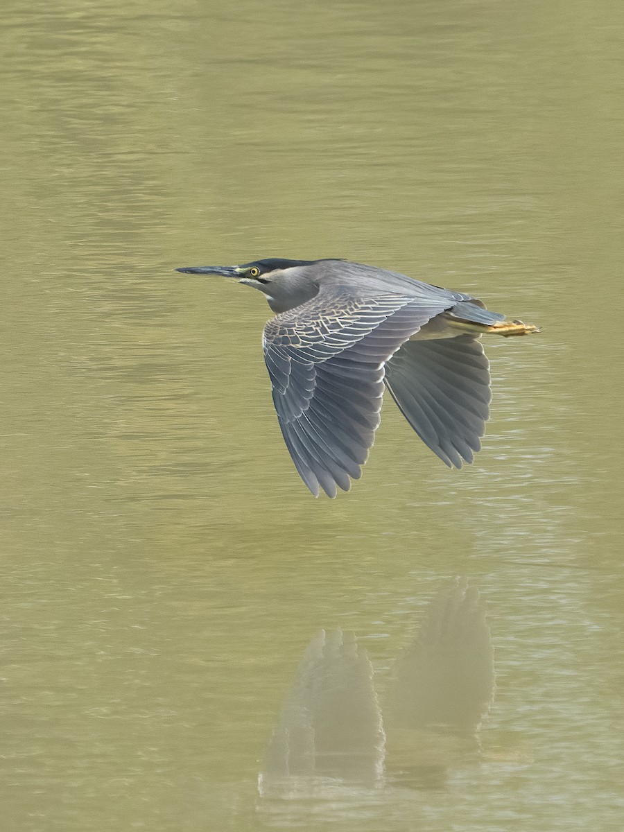 ササゴイ - ML631431403