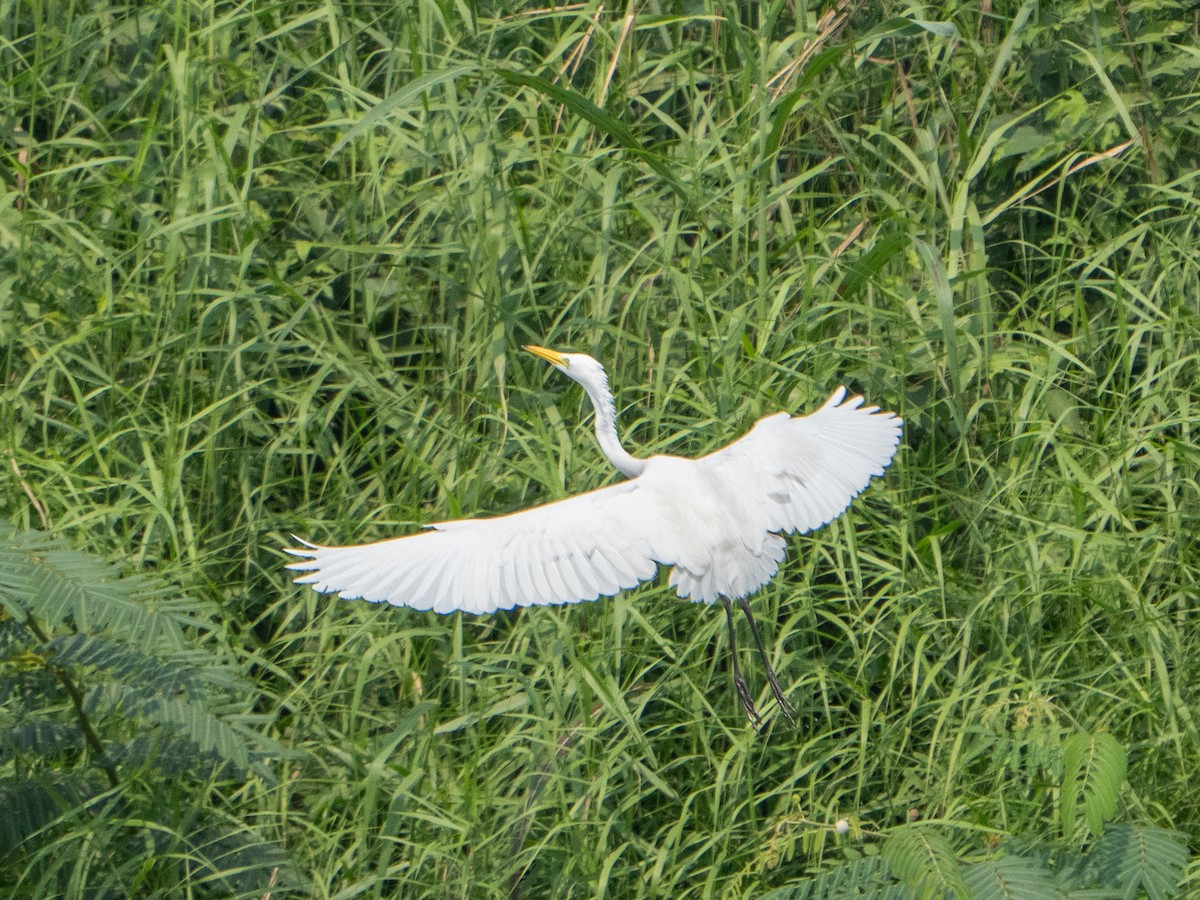 チュウサギ - ML631431446