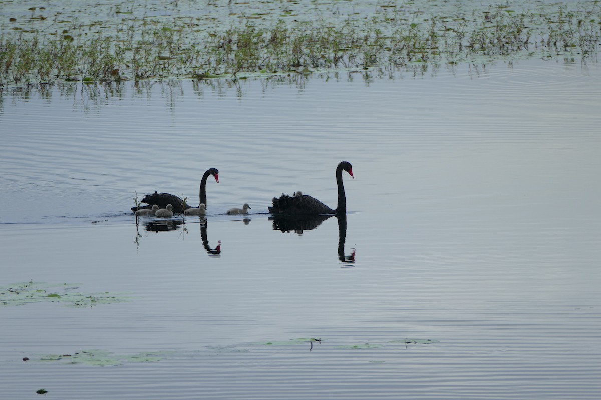 Black Swan - Michelle Rower