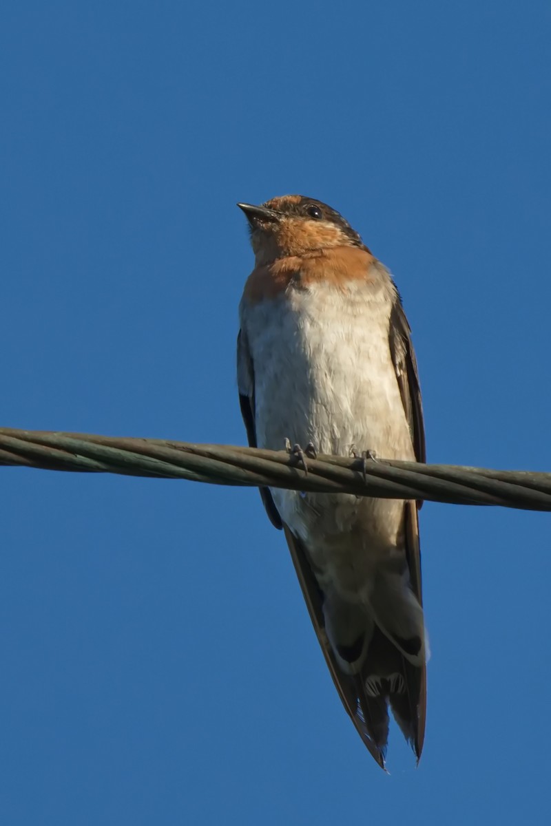 Golondrina Australiana - ML631431600