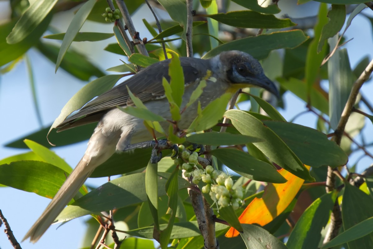 Filemón Goligualdo - ML631431679