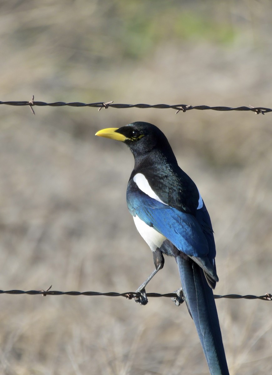 Yellow-billed Magpie - ML631431765