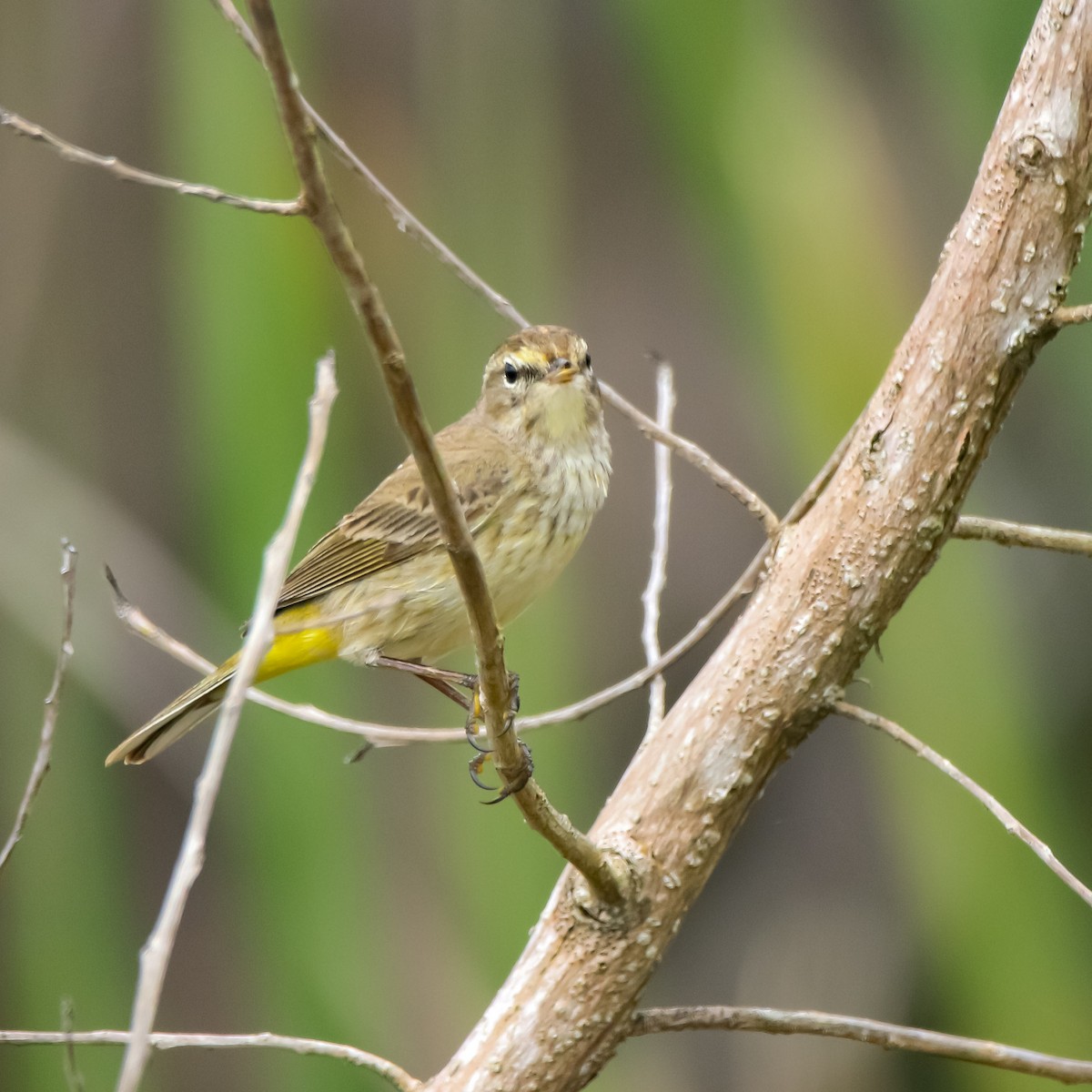 Palm Warbler - ML631431964