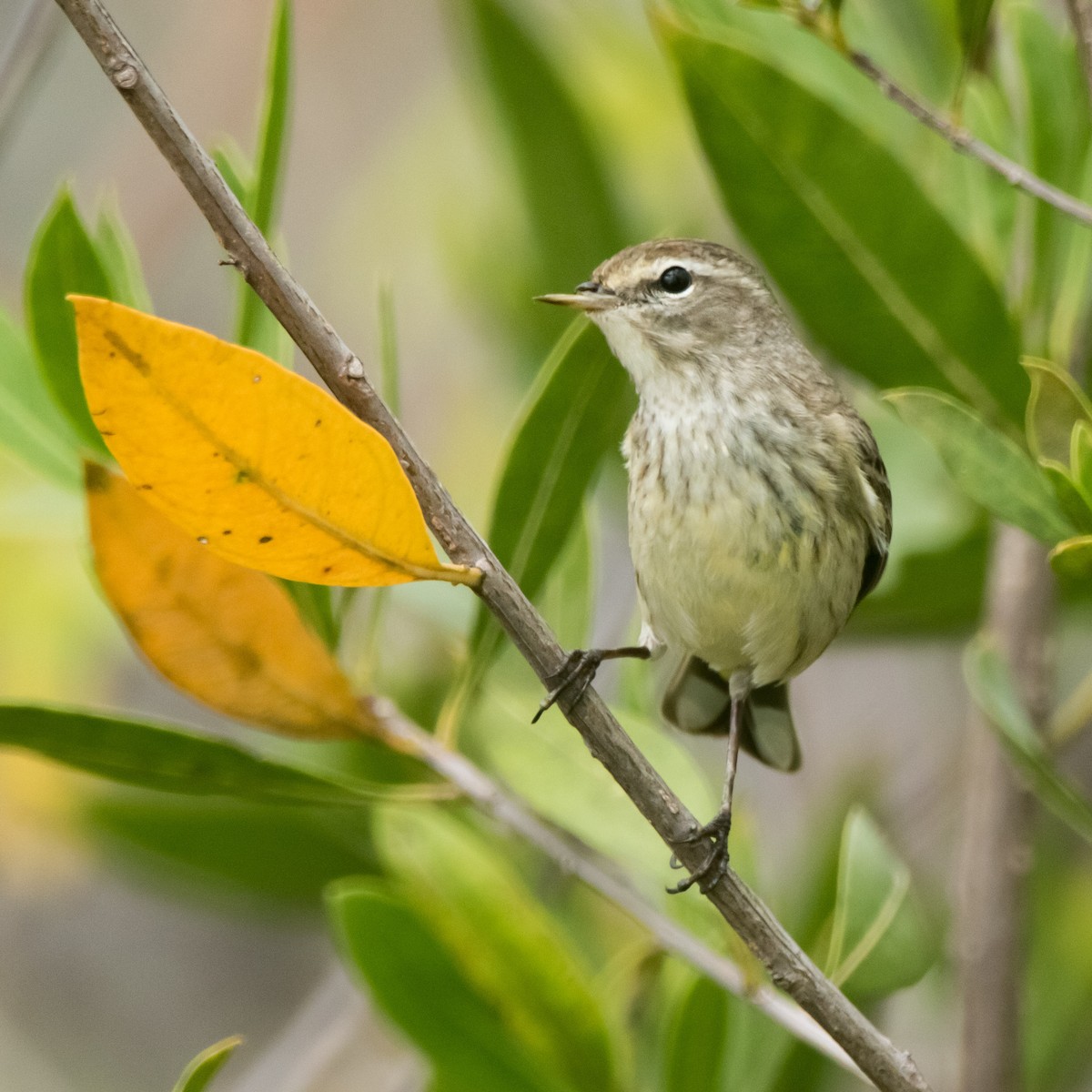 Palm Warbler - ML631431965