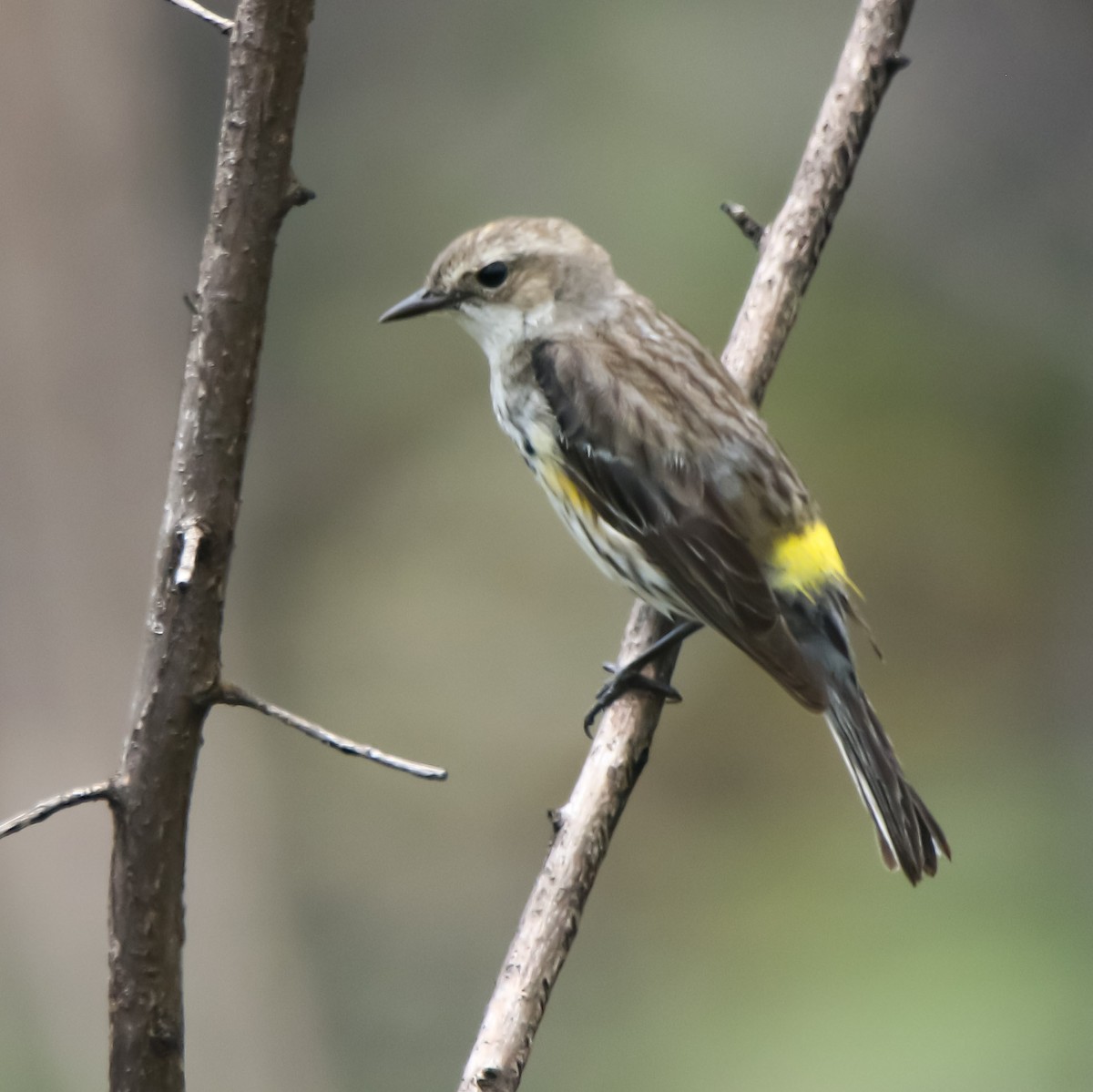 Yellow-rumped Warbler - ML631431973