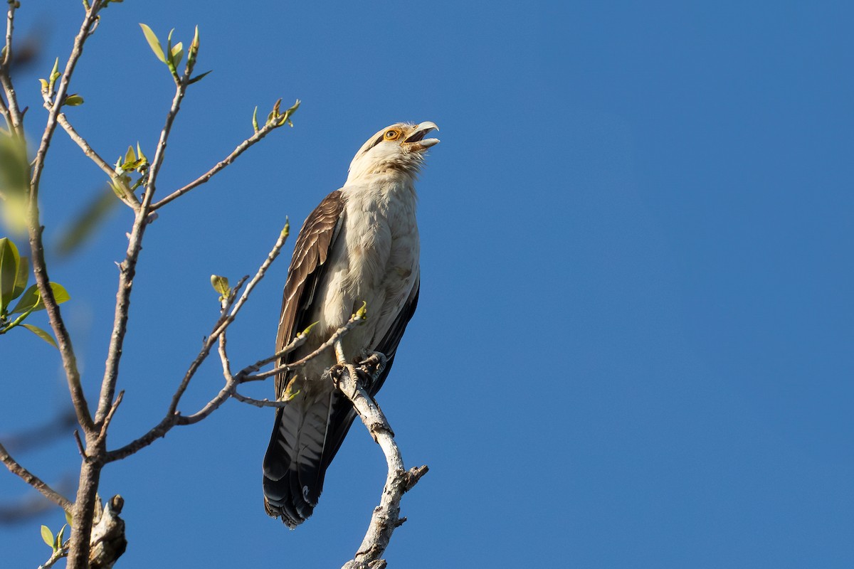 Yellow-headed Caracara - ML631431977
