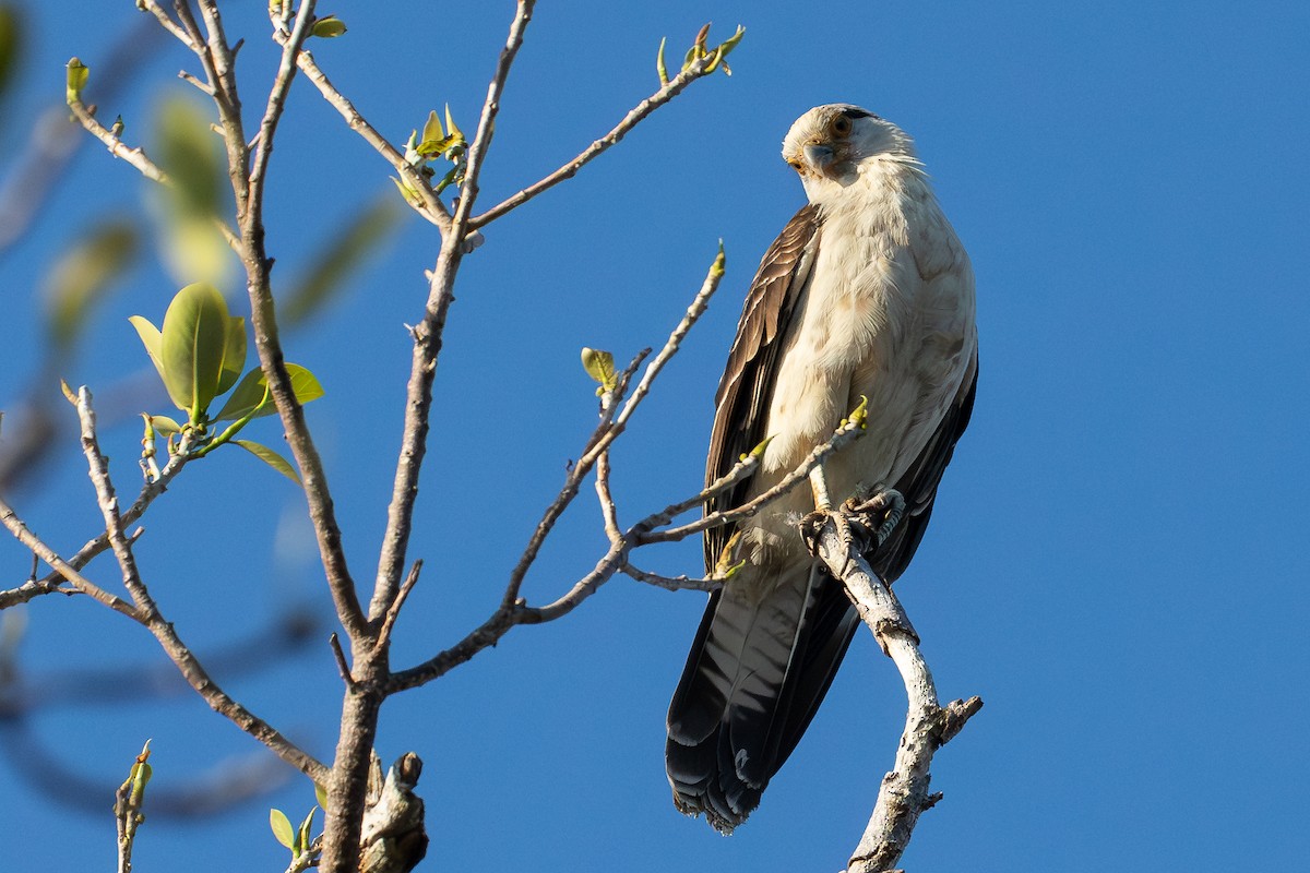 Yellow-headed Caracara - ML631431978