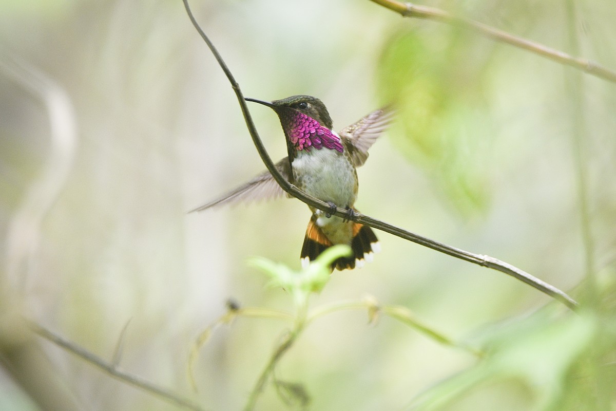 Wine-throated Hummingbird - ML631432001