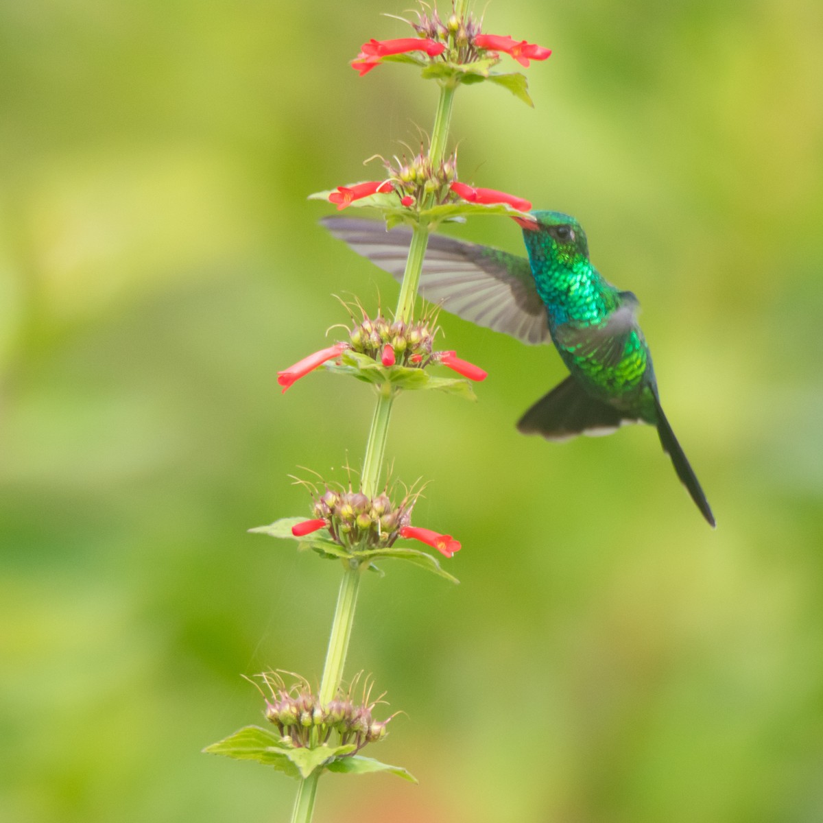 Canivet's Emerald - ML631432011