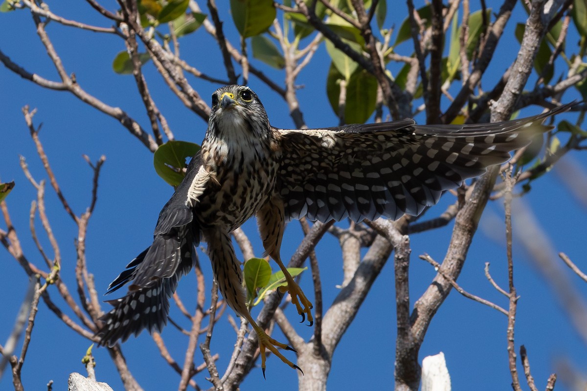 Merlin - ML631432061